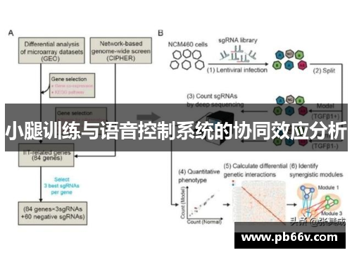 小腿训练与语音控制系统的协同效应分析